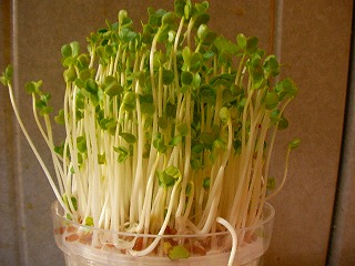 カイワレ大根 5日目 まる4日 昼食に間に合う スプラウト栽培日記 栽培方法 育て方 癌予防 ダイエットに